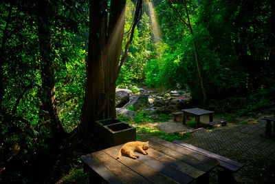 View of a relaxed cat on tree trunk in forest