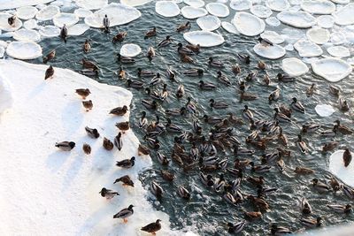 High angle view of ducks floating on water