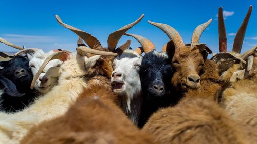 Close-up of deer