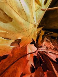 Close-up of dry maple leaves