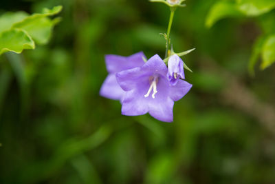 Close-up of purple flower