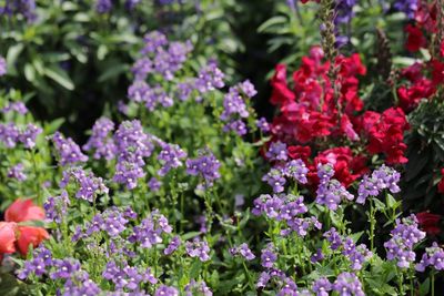 Close-up of flowers blooming outdoors