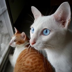 Close-up of cats by window