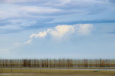 Beautiful sky and colorful of mangrove forest