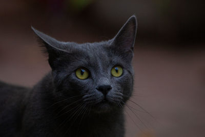 Close-up portrait of a cat