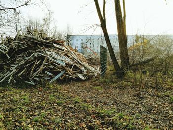 Grass and trees against clear sky