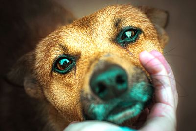 Close-up of dog looking away