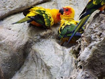 Close-up of bird on rock
