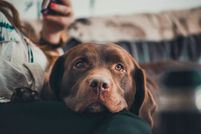 Close-up portrait of dog