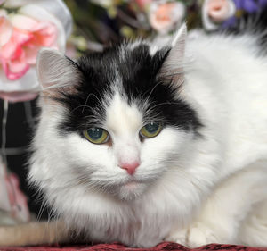 Close-up portrait of a cat