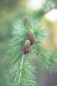 Close-up of pine cone on tree