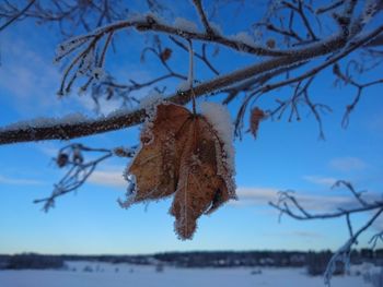 Bare tree against sky during winter