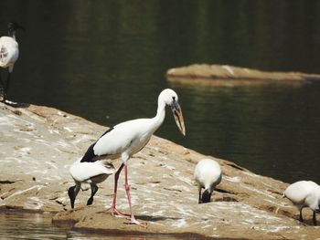 Birds in water