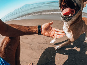 Cropped hand of man holding dog at beach