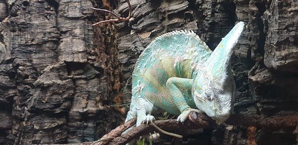 Close-up of lizard on tree trunk