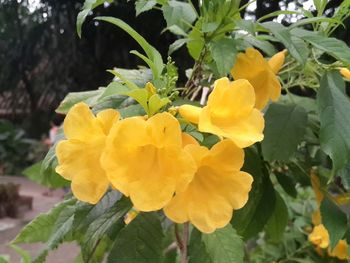 Close-up of yellow flowering plant