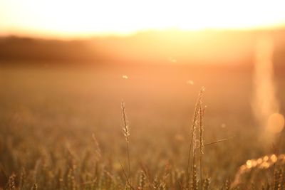 Plants growing on field against sky during sunset