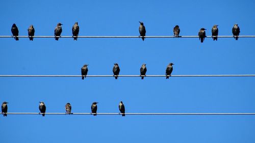 Low angle view of birds perching on cable against sky