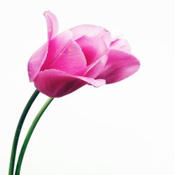 Close-up of flowers over white background