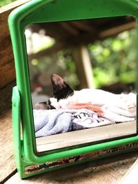 View of a cat resting on seat