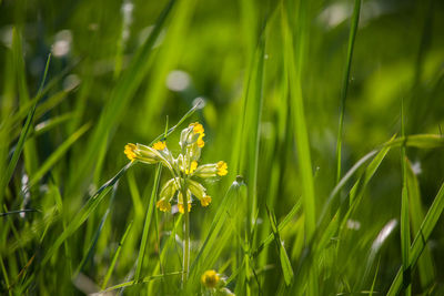 Beautiful spring flower blooming in the wood clearing. blossoming forest scenery in close up.