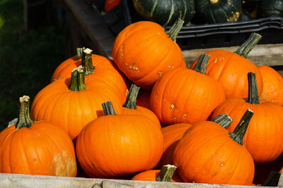 Pumpkins for sale at market stall