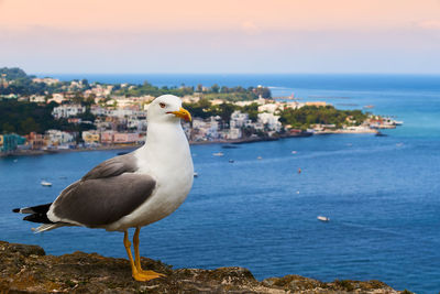 Seagull perching on rock by sea against sky