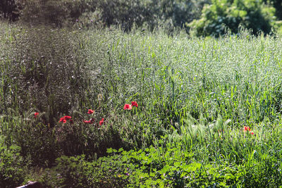 Plants growing on field