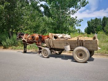 Horse cart on road