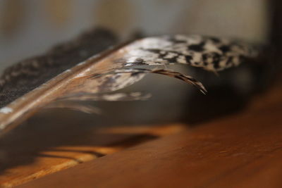 Close-up of plant against blurred background