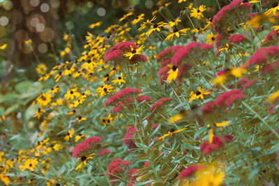 Close-up of yellow flowering plants during autumn