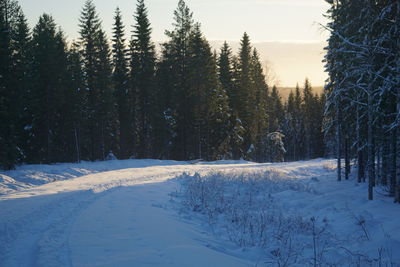 Trees on snow covered landscape against sky