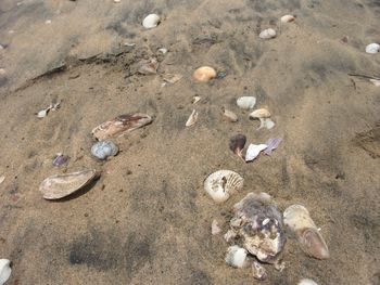 Close-up of crab on sand