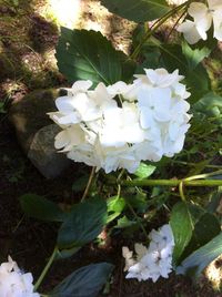 Close-up of white flowers blooming outdoors