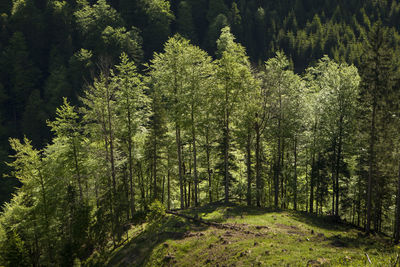 Pine trees in forest