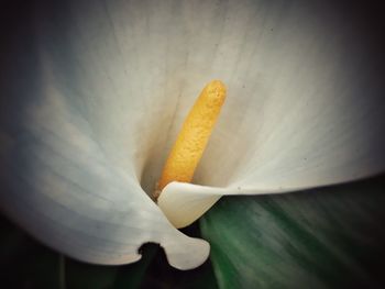 Close-up of flower against blurred background