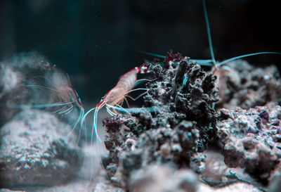Close-up of jellyfish swimming in sea
