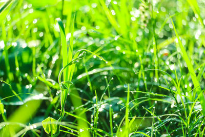 Close-up of wet grass