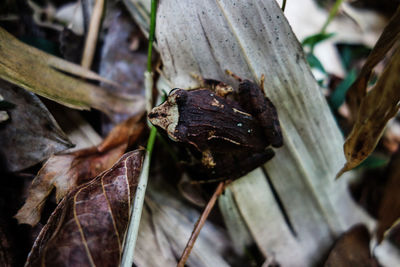 High angle view of frog on leaf