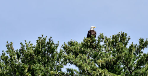 Low angle view of bald eagle perching on tree against clear sky