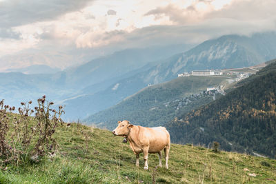 Horse standing in a field