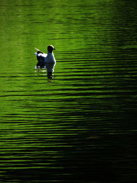 Duck swimming in a lake