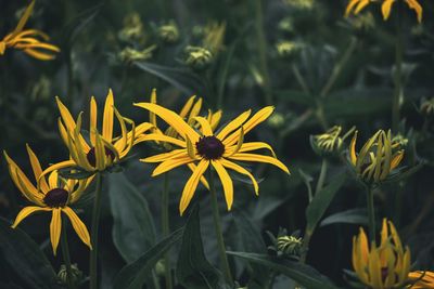 Close-up of yellow flowering plant in field