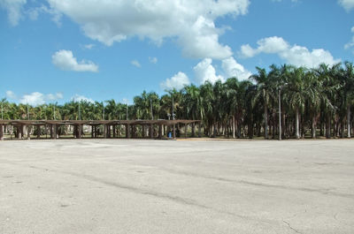 Scenic view of palm trees against sky