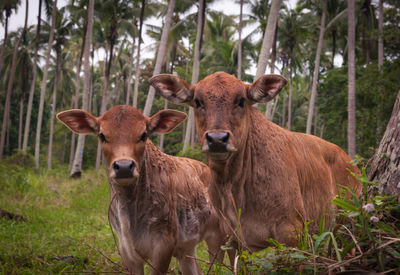 Portrait of cows on landscape