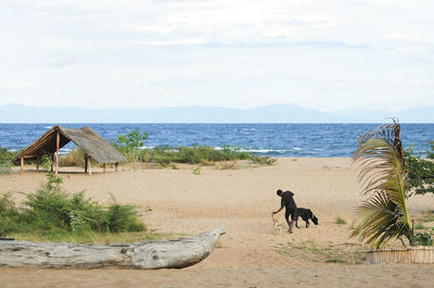 Dog on beach against sky