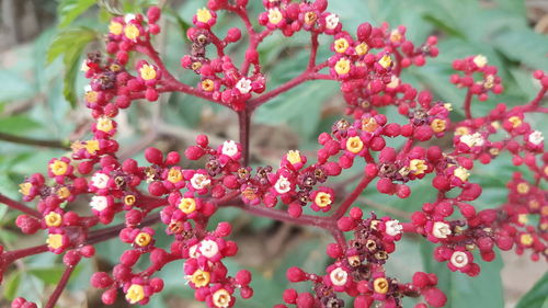 Close-up of pink flowers