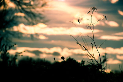 Close-up of silhouette plant against sky at sunset