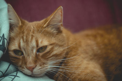 Close-up of a cat looking away