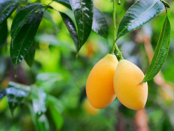 Close-up of plum fruit growing on tree